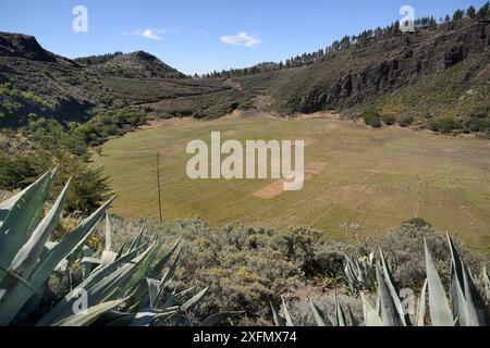 Caldera de los Marteles, un grand cratère volcanique avec des buissons de sauge des îles Canaries (Salvia canariensis) et de balai de Gran Canaria (Teline microphylla), à proximité Banque D'Images