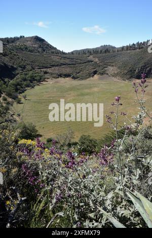 Caldera de los Marteles, un grand cratère volcanique avec des buissons de sauge des îles Canaries (Salvia canariensis) et de balai de Gran Canaria (Teline microphylla), à proximité Banque D'Images