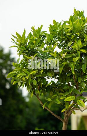 Orangers mandarinés en floraison, concept d'agriculture. Fleur d'oranger gros plan, oranges non mûres sur l'arbre, beau fond flou Banque D'Images