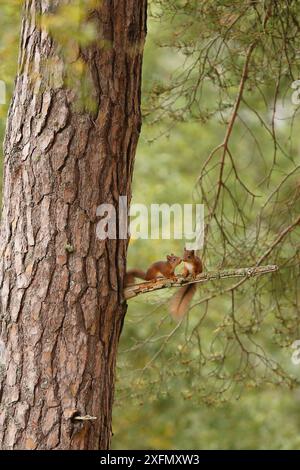 Deux jeunes écureuils rouges (Sciurus vulgaris) près de drey, Cairngorms National Park, Highlands, Écosse, Royaume-Uni, septembre 2015. Banque D'Images