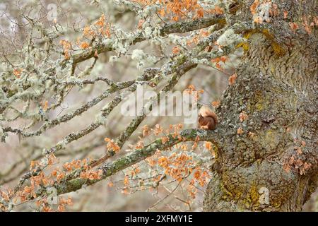 Écureuil roux (Sciurus vulgaris) assis sur un vieux chêne géant noué. Highlands, Écosse, Royaume-Uni, janvier. Hautement salué dans la catégorie Habitat du concours British Wildlife Photography Awards (BWPA) 2018. Banque D'Images
