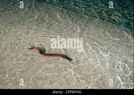 Moraie de Whitemouth (Gymnothorax meleagris) nageant en eau peu profonde, Maldives, Océan Indien. Banque D'Images