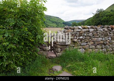 Prairie du couronnement avec sentier piétonnier balisé de Sambucus nigra et mur de pierres sèches Muker Swaledale, parc national de Yokshire Dales, Yorkshire, Angleterre, Royaume-Uni, juillet. Banque D'Images