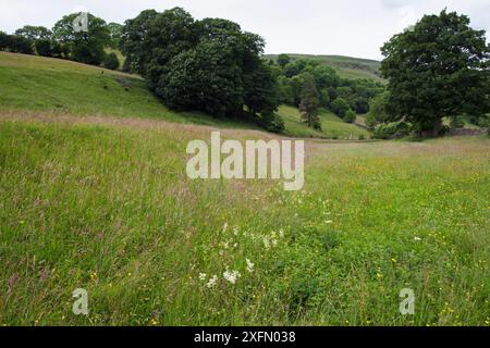 Prairie du couronnement avec sentier balisé, Muker Swaledale, parc national des Yokshire Dales, Yorkshire, Angleterre, Royaume-Uni, juillet 2016. Banque D'Images