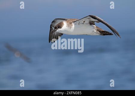 Le grand havre (Puffinus gravis) en vol au-dessus de la mer, île Grand Manan, baie de Fundy, Canada, août. Banque D'Images