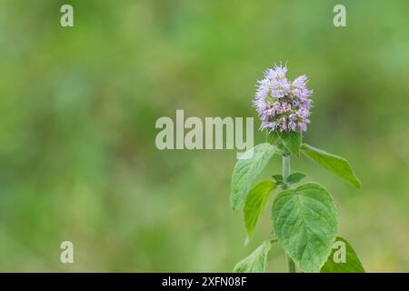 Menthe d'eau (Mentha aquatica) dans les landes humides, Bartley Heath Hampshire et Isle of Wight Wildlife Trust Reserve, près de Hook, Hampshire, Angleterre, Royaume-Uni, août. Banque D'Images