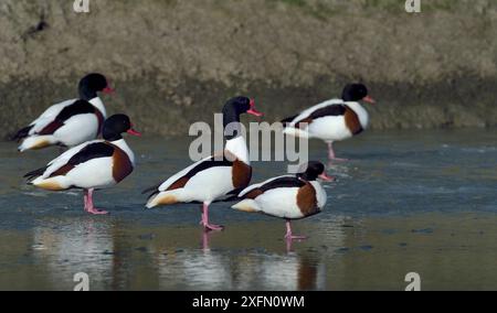 Groupe du canard commun (Tadorna tadorna), Marais Breton, VendÃ©e, France, janvier. Banque D'Images