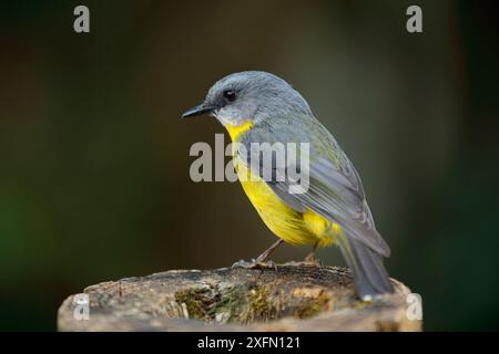 rouge-gorge jaune de l'est (Eopsaltria australis), forêt tropicale des montagnes vertes, parc national de Lamington, forêts tropicales d'Australie, site du patrimoine mondial de l'UNESCO, Queensland, Australie Banque D'Images