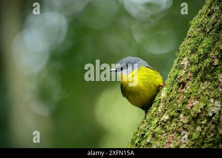 Rouge-gorge jaune de l'est (Eopsaltria australis), forêt tropicale des montagnes vertes, parc national de Lamington, forêts tropicales d'Australie, site du patrimoine mondial de l'UNESCO, Queensland, Australie Banque D'Images