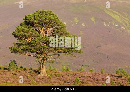 PIN sylvestre mature (Pinus sylvestris) entouré de jeunes arbres dans une lande de bruyère fleurie, parc national de Cairngorms, Écosse, Royaume-Uni, août 2016. Banque D'Images