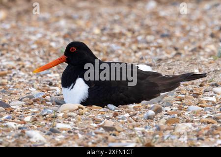Oystercatcher (Haematopus ostralegus) assis sur le nid Norfolk juin 2024 Banque D'Images