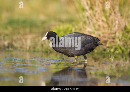 Coot (Fulica atra) debout dans un habitat de milieu humide, réserve d'oiseaux de St John's Pool, Thurso, Caithness, Écosse, Royaume-Uni, mai. Banque D'Images