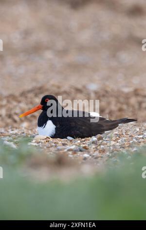 Oystercatcher (Haematopus ostralegus) assis sur le nid Norfolk juin 2024 Banque D'Images