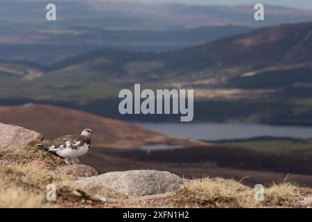 Mâle Ptarmigan (Lagopus mutus) debout sur un rocher dans un paysage montagneux, parc national de Cairngorms, Écosse, Royaume-Uni, avril 2016. Banque D'Images