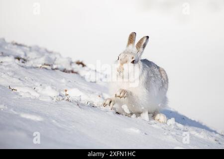 Lièvre de montagne (Lepus timidus) raclant la neige pour trouver de la nourriture, Écosse, Royaume-Uni, février. Banque D'Images