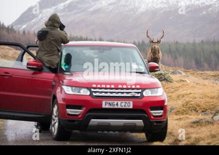 Touriste prenant une photo de la voiture du cerf rouge (Cervus elaphus) à côté de la route dans les Highlands écossais, Écosse, Royaume-Uni, février 2016. Banque D'Images