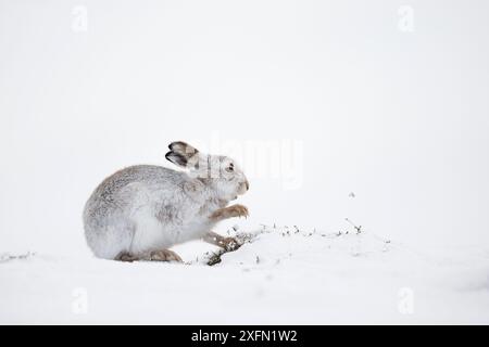 Lièvre de montagne (Lepus timidus) recherche de pousses de bruyère sous la neige, Écosse, Royaume-Uni, janvier. Banque D'Images