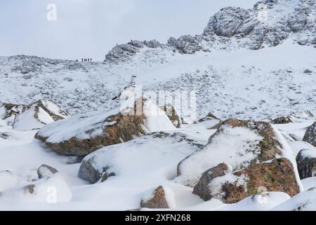 Mâle Ptarmigan (Lagopus mutus) sur rocher devant Fiacaill Coire et t-Sneachda avec des marcheurs de collines sur la crête, Cairngorms National Park, Écosse, Royaume-Uni, mars 2017. Banque D'Images