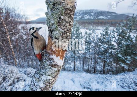Grand pic tacheté (Dendrocopos major) sur le tronc d'arbre dans la forêt couverte de neige, Glenfeshie, Cairngorms National Park, Écosse, Royaume-Uni, janvier . Banque D'Images