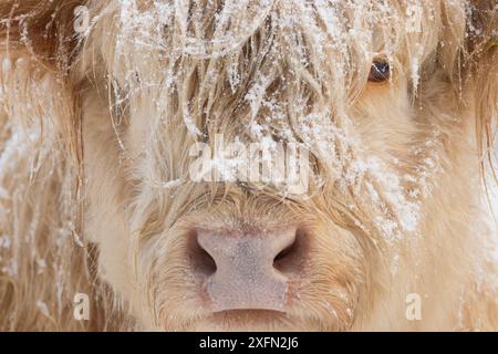 Vache Highland, gros plan de la tête, Glenfeshie, Parc national de Cairngorms, Écosse, Royaume-Uni, janvier. Banque D'Images