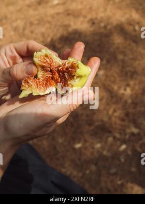 Mains de femme ouvrant une figue mûre montrant sa chair juteuse rouge. Gros plan vertical. Banque D'Images