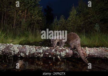 Loutre eurasienne (Lutra lutra) se nourrissant sur bois brûlés, Glenfeshie, parc national de Cairngorms, Écosse, Royaume-Uni, septembre Banque D'Images