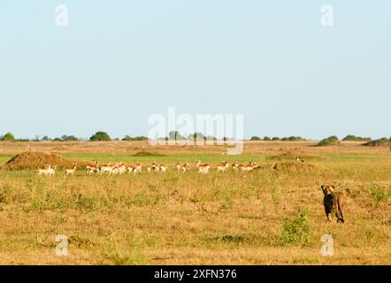 Lionne africaine (Panthera leo) suivant un troupeau de lechwe rouge (Kobus leche) dans la concession des plaines de Duba. Delta de l'Okavango, Botswana Banque D'Images