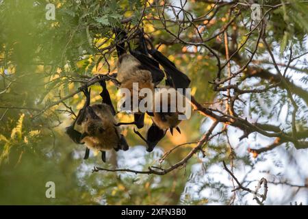 Madagascar fruit bat / renard volant (Pteropus rufus), trois suspendus dans un arbre à un coq, réserve privée de Berenty, sud de Madagascar. Banque D'Images