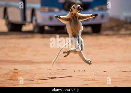 Le sifaka de Verreaux (Propithecus verreauxi) traversant une route avec un bus en arrière-plan, réserve privée de Berenty, sud de Madagascar, août 2016. Banque D'Images