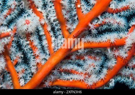 Gorgones / corail éventail (Solenocaulon akalyx), gros plan, Papouasie occidentale, Indonésie. Banque D'Images