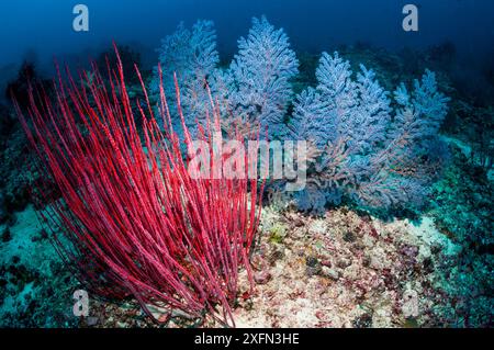 Corail gorgonien / corail fouet de mer (Ellisella ceratophyta), récif corallien, Papouasie occidentale, Indonésie. Banque D'Images