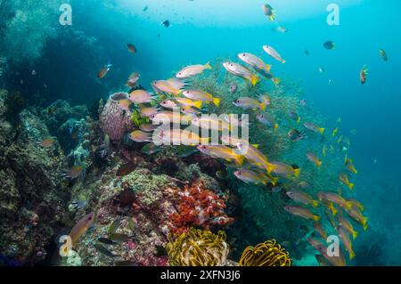 Banc de vivaneau obèse (Lutjanus lutjanus) dans le récif corallien, Papouasie occidentale, Indonésie. Banque D'Images
