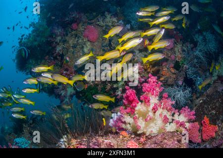 Banc de vivaneau à gros oeil (Lutjanus lutjanus) dans les paysages de récifs coralliens, y compris les coraux mous (Dendronephthya sp), Papouasie occidentale, Indonésie. Banque D'Images