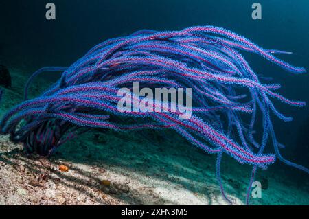 Corail gorgonien / corail fouet de mer (Ellisella ceratophyta), Papouasie occidentale, Indonésie. Banque D'Images