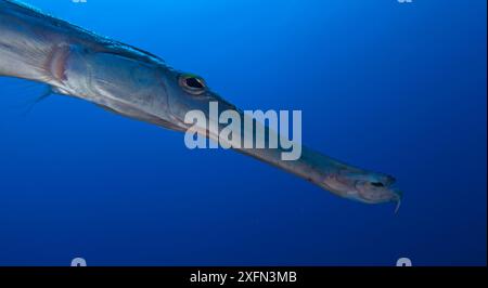 Trompette chinoise (Aulostomus chinensis), île Socorro, réserve de biosphère de l'archipel de Revillagigedo (îles Socorro), océan Pacifique, Mexique occidental, mars Banque D'Images