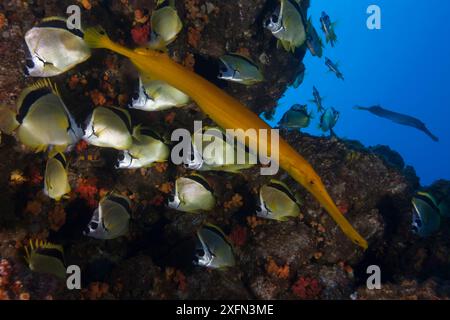 Barberfish (Johnrandallia nigrirostris) et trompette chinoise (Aulostomus chinensis), île Socorro, réserve de biosphère de l'archipel de Revillagigedo (îles Socorro), océan Pacifique, Mexique occidental, mars Banque D'Images