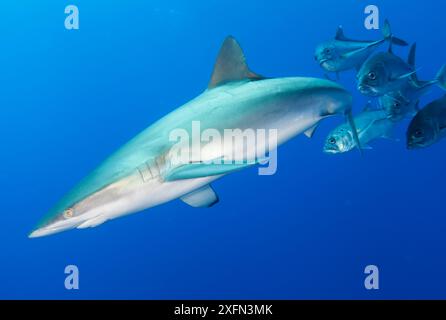 Requin soyeux (Carcharhinus falciformis) et trevally à gros yeux (Caranx sexfasciatus), requin soyeux UICN près de menacé, île de San Benedicto, réserve de biosphère de l'archipel de Revillagigedo (îles Socorro), océan Pacifique, Mexique occidental, mars Banque D'Images