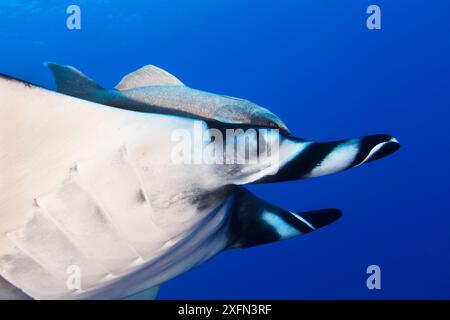 Raie manta géante (Manta birostris), îlot Roca Partida, réserve de biosphère de l'archipel de Revillagigedo (îles Socorro), océan Pacifique, Mexique occidental, mars. Vulnérable, Banque D'Images