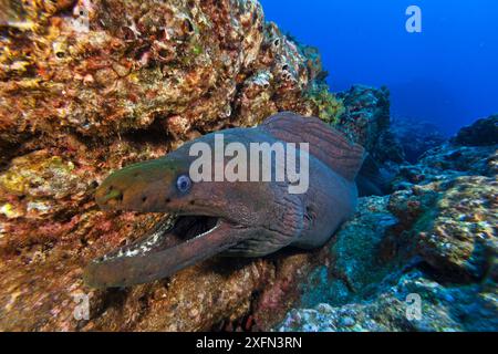 Moray verte panamique (Gymnothorax castaneus), île Socorro, réserve de biosphère de l'archipel de Revillagigedo (îles Socorro), océan Pacifique, Mexique occidental, mars Banque D'Images