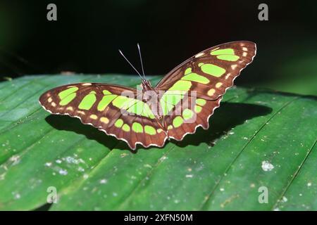 Papillon malachite (Siproeta stelenes biplagiata) sur feuille, Parc National du Corcovado, péninsule d'Osa, Costa Rica. Banque D'Images