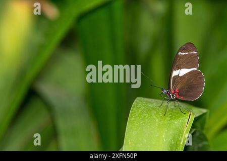 Sara Longwing (Heliconius sara fulgidus) sur la feuille. Parc national du Corcovado, Costa Rica. Mars. Banque D'Images