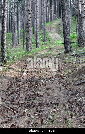 Pins autrichiens (Pinus nigra calabrica) avec des cônes au sol, Parc National de Sila, Calabre, Italie, juin. Banque D'Images