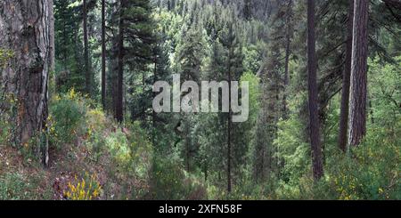 Forêt de pins autrichiens (Pinus nigra calabrica). Parc national de Sila, Calabre, Italie. Banque D'Images