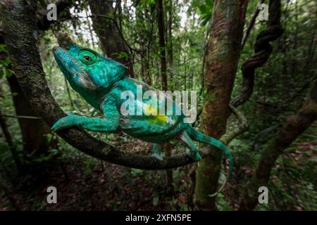 Parson's Chameleon (Calumma parsonii) grimpant dans la forêt tropicale, avec mouvement flou. Parc national Andasibe-Mantadia, est de Madagascar. Banque D'Images