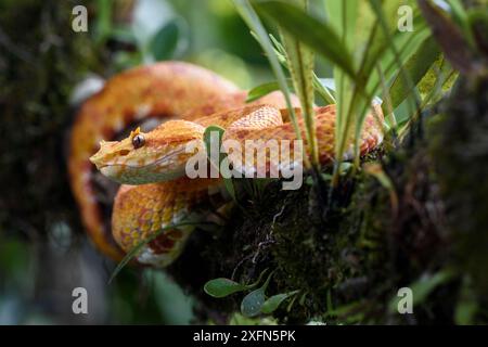 Vipère de fosse de cils adulte (Bothriechis schlegelii) forme 'oropel' jaune / orange distinctive. Espèces arboricoles reposant dans la forêt tropicale de moyenne altitude sous l'étage. Pente des Caraïbes, Costa Rica, Amérique centrale. (hautement venimeux). Banque D'Images