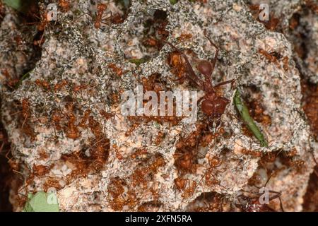 À l'intérieur de la colonie de fourmis coupeuses de feuilles (genre Atta ou Acromyrmex) montrant le champignon que les fourmis cultivent, défendu par un soldat. Forêt pluviale de plaine, la Selva, versant des Caraïbes, Costa Rica. Banque D'Images
