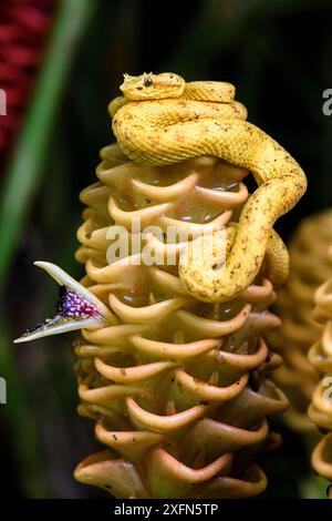 Vipère à paupières (Bothriechis schlegelii) (Viperidae : Crotalinae). Forme 'oropel' jaune / orange distinctive. Espèces arboricoles reposant sur la fleur de gingembre sauvage dans la forêt tropicale de moyenne altitude sous l'étage. Pente des Caraïbes, Costa Rica, Amérique centrale. (hautement venimeux). Banque D'Images