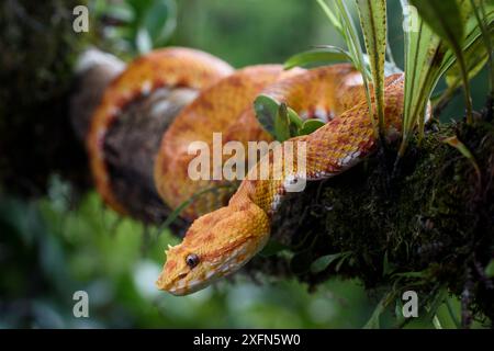 Viper des cils (Bothriechis schlegelii) forme 'oropelle' jaune / orange distinctive. Espèces arboricoles reposant dans la forêt tropicale de moyenne altitude sous l'étage. Pente des Caraïbes, Costa Rica, Amérique centrale. (hautement venimeux). Banque D'Images