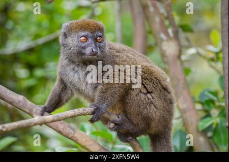 Lémurien de bambou gris septentrional (Hapalemur occidentalis). Parc national de Marojejy, au nord-est de Madagascar. Banque D'Images