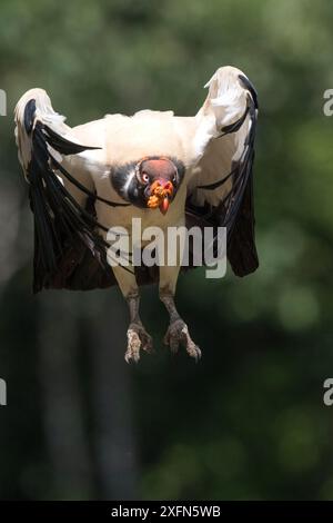 Adulte Roi Vulture (Sarcoramphus papa) en vol. Laguna del Lagarto, Boca Tapada, pente des Caraïbes, Costa Rica, Amérique centrale. Banque D'Images